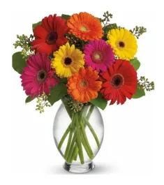 Mixed Gerbera